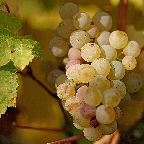 chardonnay szőlő