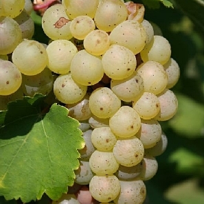 szőlő olaszrizling