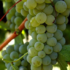 sauvignon blanc szőlő