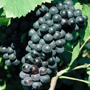pinot noir szőlő
